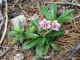 Attēlu rezultāti vaicājumam “Chimaphila umbellata flower”