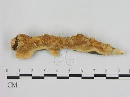 Attēlu rezultāti vaicājumam “Oxyporus corticola”