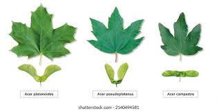 Attēlu rezultāti vaicājumam “Acer platanoides leaf”