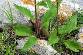 Attēlu rezultāti vaicājumam “Hieracium vulgatum”