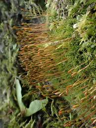 Attēlu rezultāti vaicājumam “Distichium capillaceum”