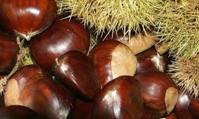 Attēlu rezultāti vaicājumam “Castanea sativa  fruit”