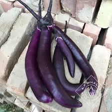 Afbeeldingsresultaat voor fengyuan purple eggplant