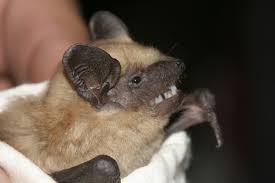 Attēlu rezultāti vaicājumam “Eptesicus nilssonii”