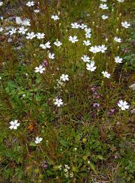 Attēlu rezultāti vaicājumam “Seligeria pusilla”