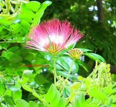 Image result for pohon semalu images