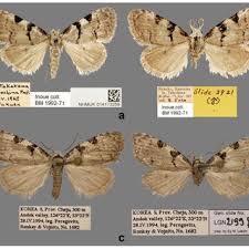 Attēlu rezultāti vaicājumam “Nola sp.”