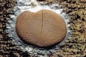 Attēlu rezultāti vaicājumam “Dictydiaethalium plumbeum”