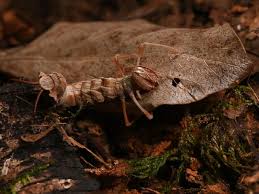 Attēlu rezultāti vaicājumam “Stauropus fagi”