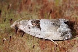 Attēlu rezultāti vaicājumam “Epinotia ramella”