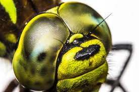 Attēlu rezultāti vaicājumam “Aeshna viridis”