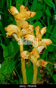 Attēlu rezultāti vaicājumam “Orobanche reticulata”