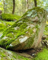 Attēlu rezultāti vaicājumam “moss”