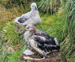 Image result for albatross dead chick