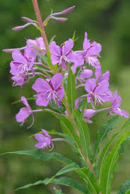 Image result for Epilobium angustifolium