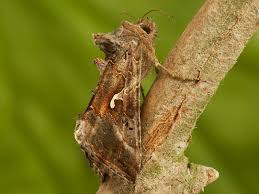 Attēlu rezultāti vaicājumam “Autographa gamma”