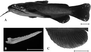 Image result for Ameiurus melas