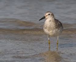 Attēlu rezultāti vaicājumam “Calidris alba”