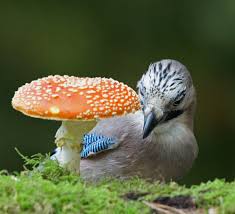 Image result for vliegenzwam