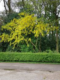 Attēlu rezultāti vaicājumam “Laburnum anagyroides”