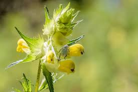 Attēlu rezultāti vaicājumam “Hoplia parvula”