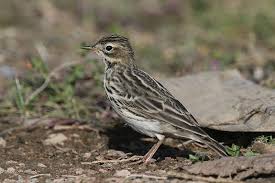 Image result for Anthus cervinus