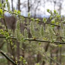 Attēlu rezultāti vaicājumam “Salix caprea”