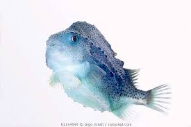 Image result for Cyclopterus lumpus