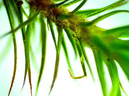 Attēlu rezultāti vaicājumam “Polytrichastrum formosum sporophyte”