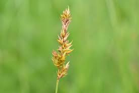 Attēlu rezultāti vaicājumam “Carex disticha”