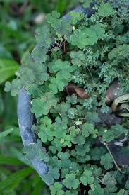 Attēlu rezultāti vaicājumam “Oxalis corniculata fruit”