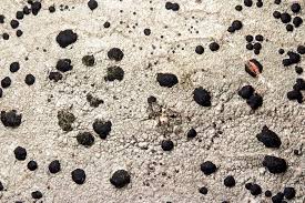 Attēlu rezultāti vaicājumam “Mycoblastus sanguinarius”