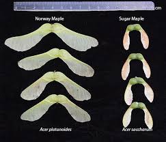 Attēlu rezultāti vaicājumam “Acer saccharinum fruit”