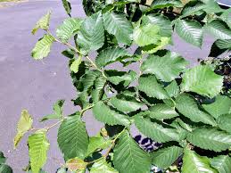 Attēlu rezultāti vaicājumam “Ulmus x hollandica leaf”