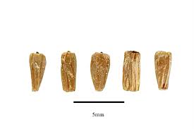 Attēlu rezultāti vaicājumam “Acorus calamus fruit”