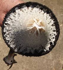 Attēlu rezultāti vaicājumam “Coprinus atramentarius”