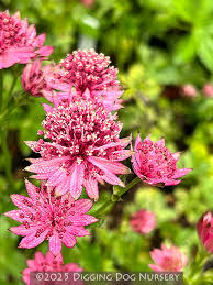 Attēlu rezultāti vaicājumam “Astrantia major flower”