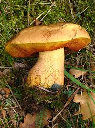 Attēlu rezultāti vaicājumam “Sutorius luridiformis”