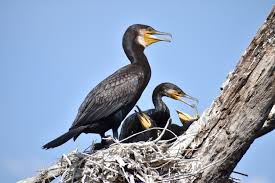 Attēlu rezultāti vaicājumam “Phalacrocorax carbo nest”