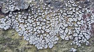 Attēlu rezultāti vaicājumam “Trichia varia spores”