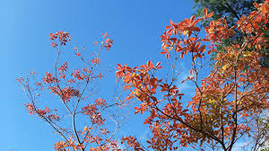 Attēlu rezultāti vaicājumam “Enkianthus chinensis leaf”