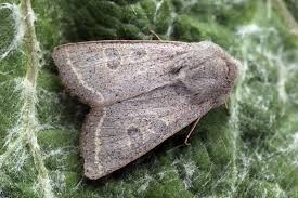 Attēlu rezultāti vaicājumam “Orthosia gracilis”