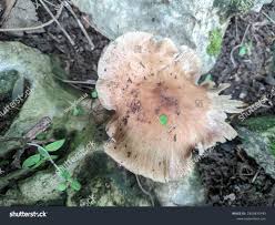 Attēlu rezultāti vaicājumam “Collybia acervata”