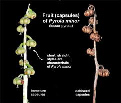 Attēlu rezultāti vaicājumam “Pyrola minor”
