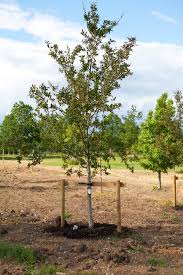 Attēlu rezultāti vaicājumam “Mespilus germanica”