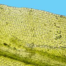 Attēlu rezultāti vaicājumam “Barbula unguiculata macro”