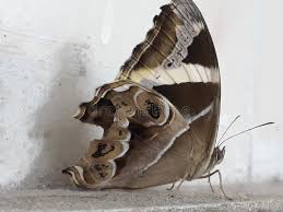 Image result for Papilionoidea