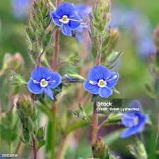 Image result for Veronica chamaedrys