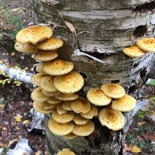 Attēlu rezultāti vaicājumam “Pholiota aurivella”