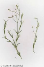 Attēlu rezultāti vaicājumam “Stellaria palustris leaf”